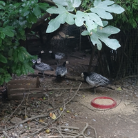 Oche a faccia bianca