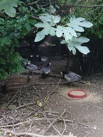 Oche a faccia bianca