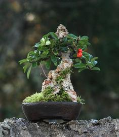 Prebonsai Piracanta