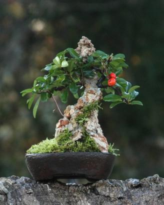 Prebonsai Piracanta
