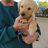 Cucciola Labrador miele