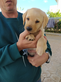 Cucciola Labrador miele