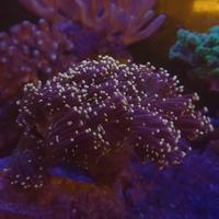 Euphyllia glabrescens torch acquario marino