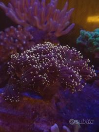 Euphyllia glabrescens torch acquario marino