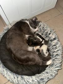 Gattini A Guardiagrele