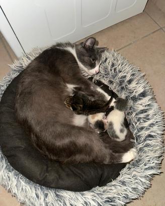 Gattini A Guardiagrele