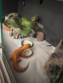 Geco leopardino