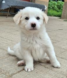 Wilma 2 mesi taglia media