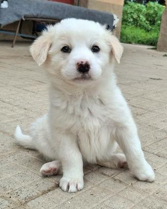 Wilma 2 mesi taglia media