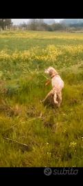 setter inglese 