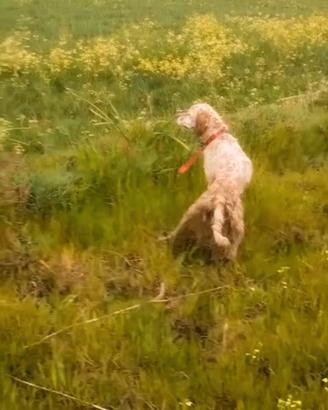 setter inglese 