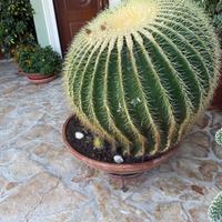 Cuscino della suocera