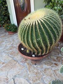 Cuscino della suocera