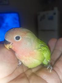 Pappagalli