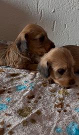 Cuccioli di bassotto