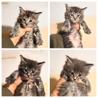 Cuccioli di maine coon