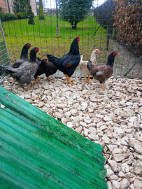 Galline cornis combatte