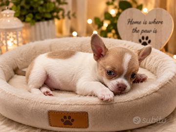 Chihuahua Toy mini