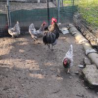 Galline blu