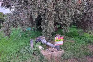 AGRUMETO MQ. 15000 in c.da PALMA A MASSAFRA