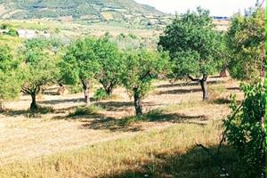 Terreno panoramico unico con casale rustico