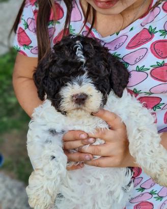 Cuccioli di Lagotto Romagnolo Meravigliosi