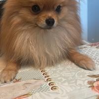 Splendido Volpino di Pomerania per Accoppiamento