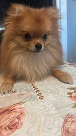 Splendido Volpino di Pomerania per Accoppiamento