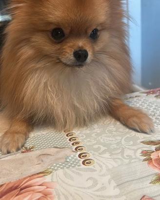 Splendido Volpino di Pomerania per Accoppiamento
