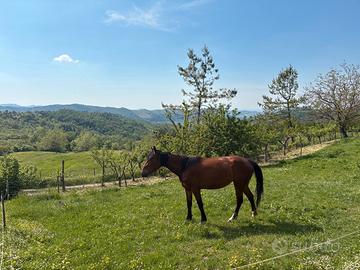 Cavalla