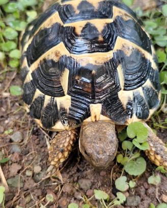 Tartaruga Testudo Hermanni Maschio Fonte C 33-2020
