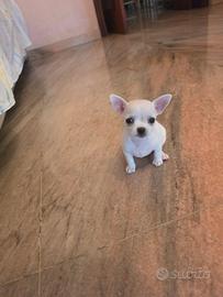 Chihuahua femmina