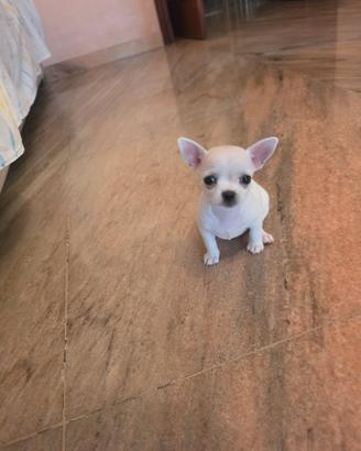 Chihuahua femmina