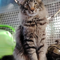Animali gatti