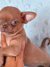 Cucciolo chihuahua pedigree enci
