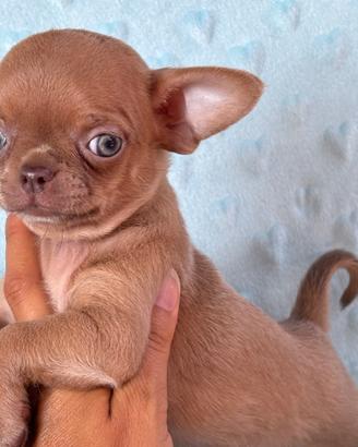 Cucciolo chihuahua pedigree enci