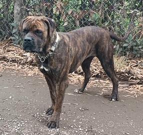 Cuccioli di cane Corso