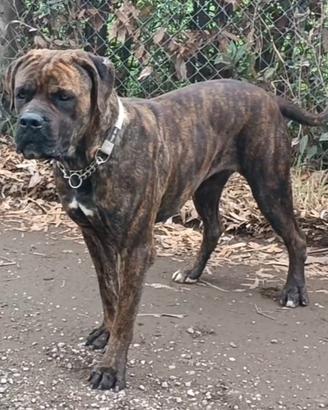 Cuccioli di cane Corso
