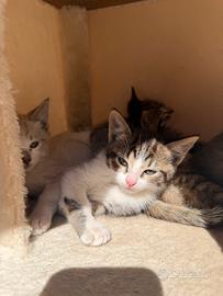 Gattini