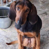 Vendita segugio italiano