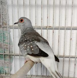 Tortore diamantine coppia