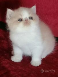Cuccioli exotic shorthair disponibili - Nocciolo