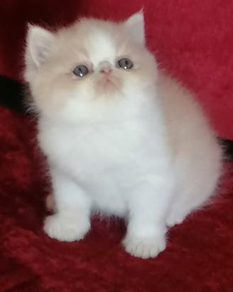 Cuccioli exotic shorthair disponibili - Nocciolo