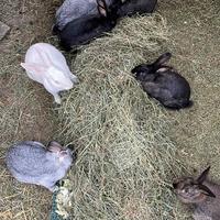 Adozione coniglietti