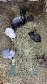 Adozione coniglietti