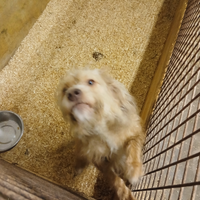 Cucciolona da tartufi