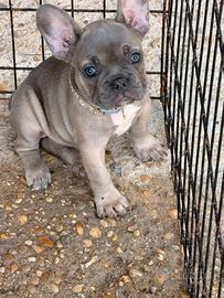 Bulldog francese