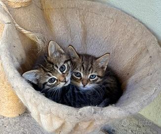 Gatti siberiani