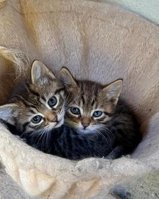 Gatti siberiani