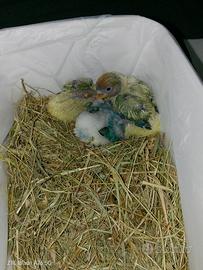 Inseparabili da Amare